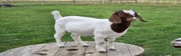 Goats livestock for sale: Boer Goat Kids Available  - Advert 4