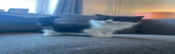 Mixed Breed cats for sale: Adorable Black & White Kittens – Ready Now - Advert 13