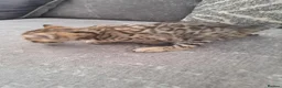 Bengal cats for sale: Adorable  full blood line pedigree Bengal kittens. - Advert 8