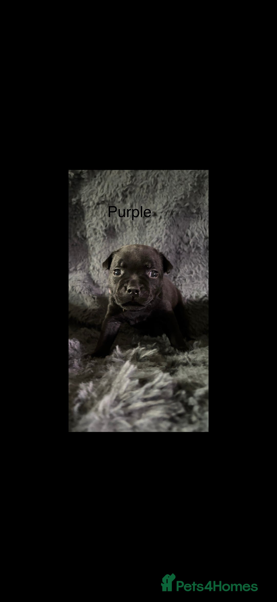 Staffordshire Bull Terrier dogs for sale: Paws Above The Rest  - Image 28