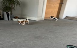 Jack Russell dogs for sale: Adorable Short Legged Jack Russell Puppies - Image 2