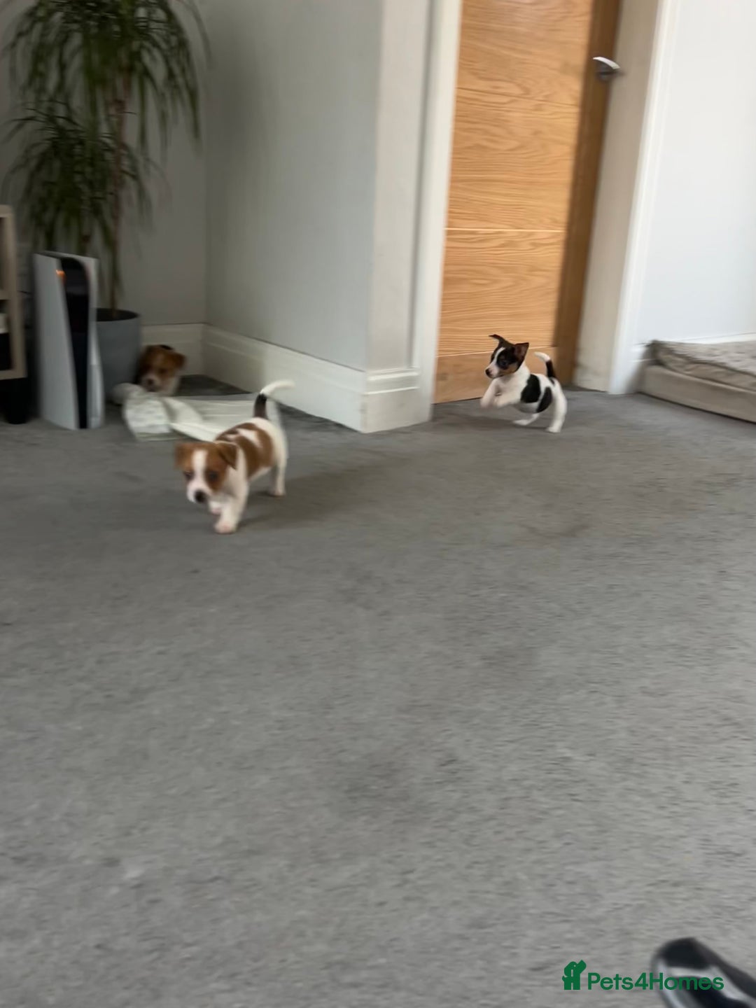 Jack Russell dogs for sale: Adorable Short Legged Jack Russell Puppies - Image 2