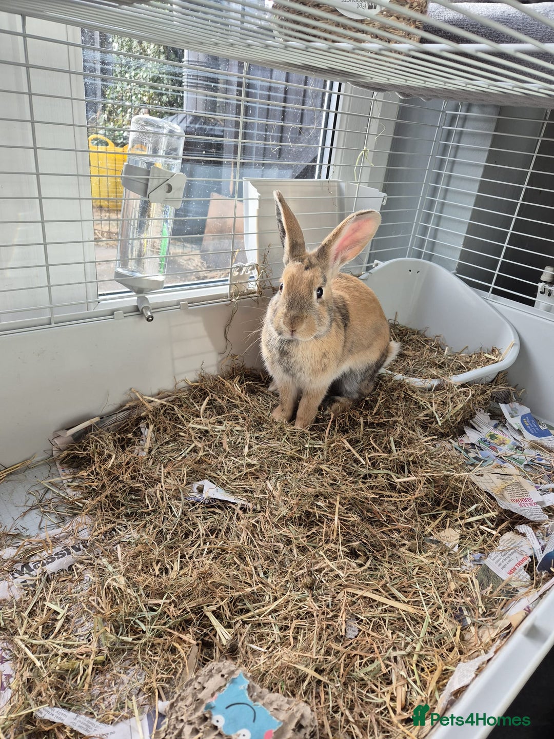 Mixed Breed rabbits for sale: 2 rabbits  - Advert 2