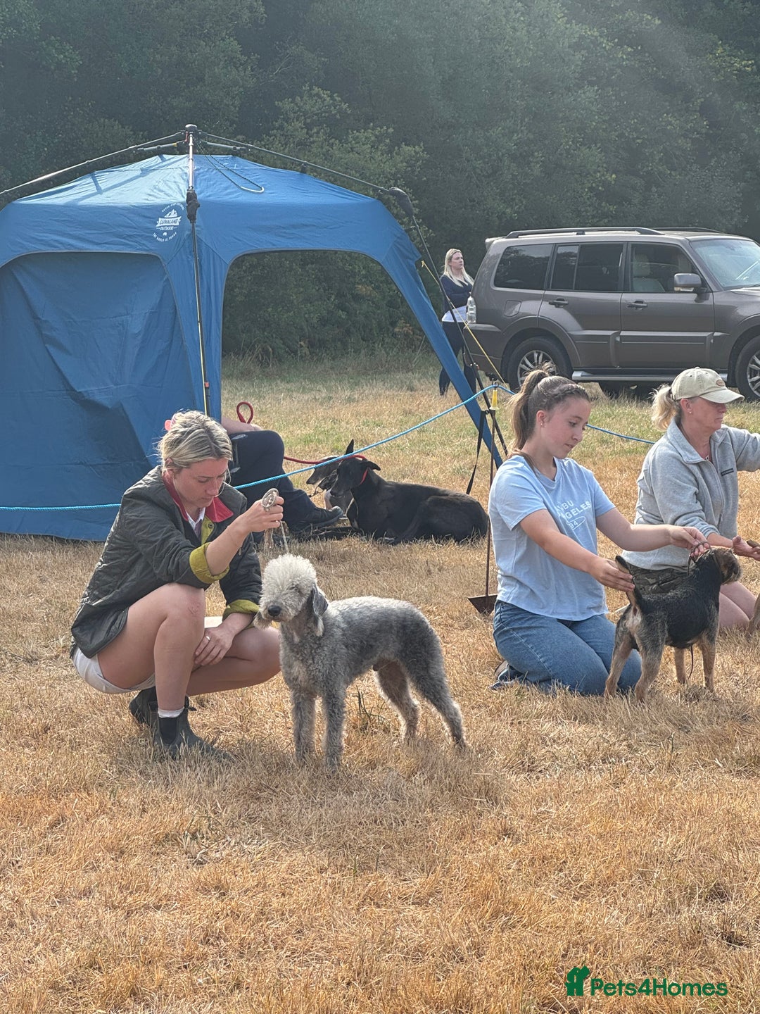 Mixed Breed dogs for sale: Beautiful Bedlington x whippet puppies  - Advert 6