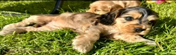 Cocker Spaniel dogs for sale: Outstanding show cocker spaniels - KC in Leicester - Advert 22