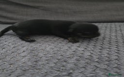 Chihuahua dogs for sale: Chihuahua  - Image 5