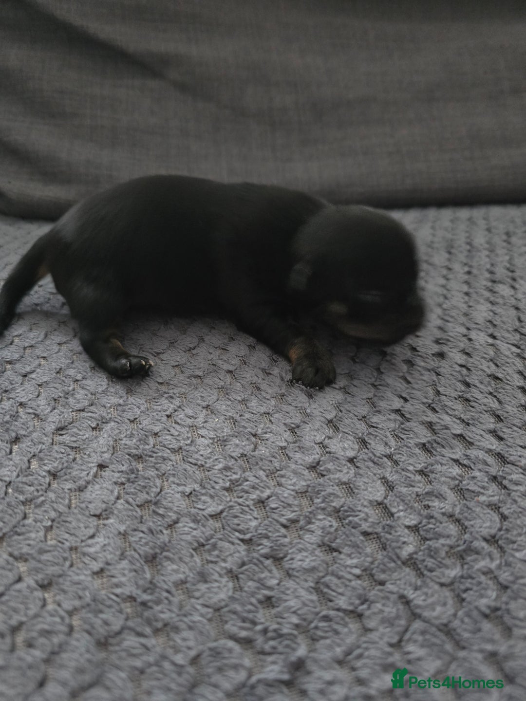 Chihuahua dogs for sale: Chihuahua  - Image 5