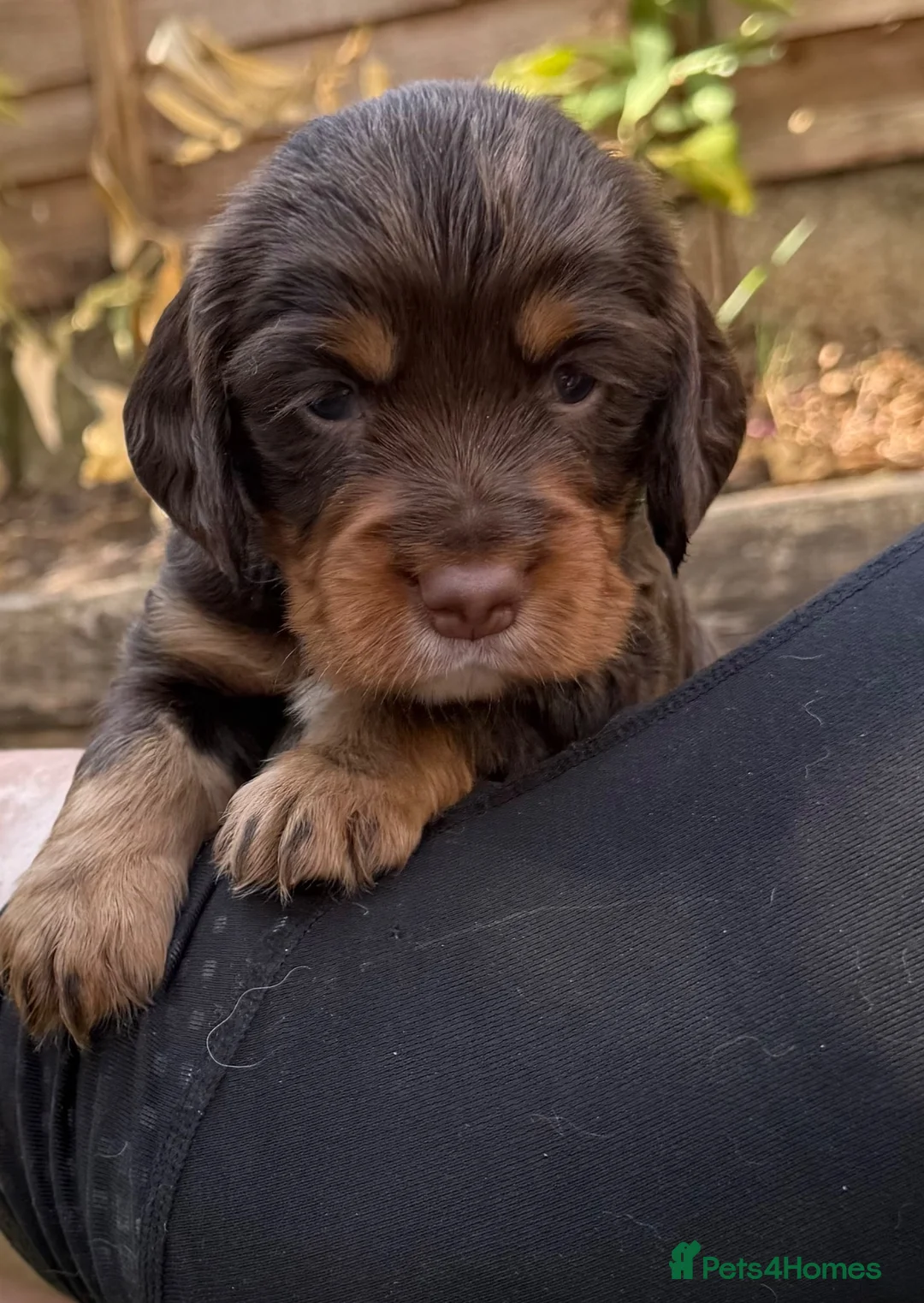Cocker Spaniel dogs for sale: Liver (Chocolate) Working Cocker Spaniel Puppies - Advert 2