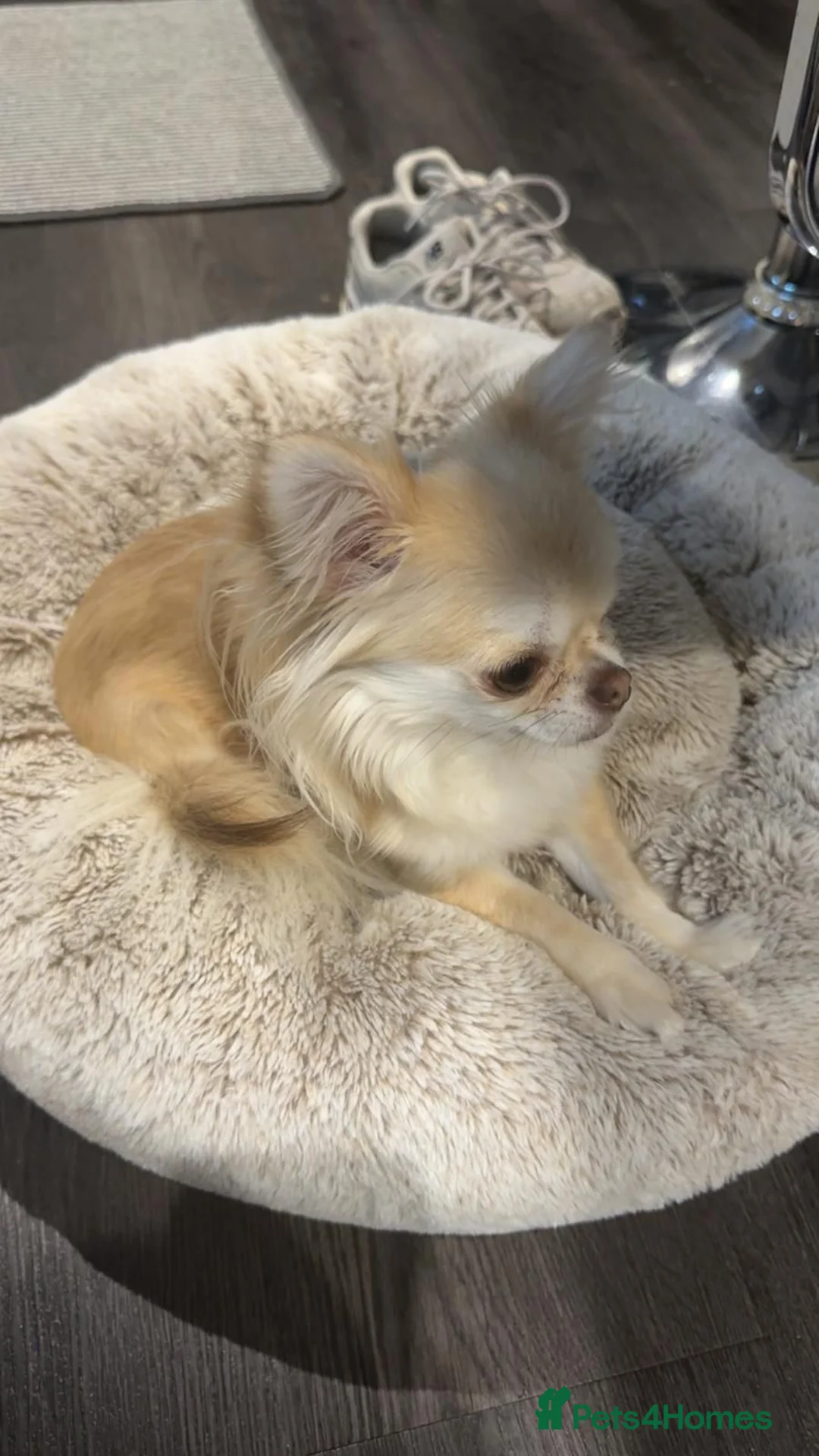 Chihuahua dogs for sale: 2 year old female chihuahua in Leeds - Advert 9