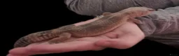 Leopard Gecko reptiles for sale: Leopard geckos in Tipton - Advert 7