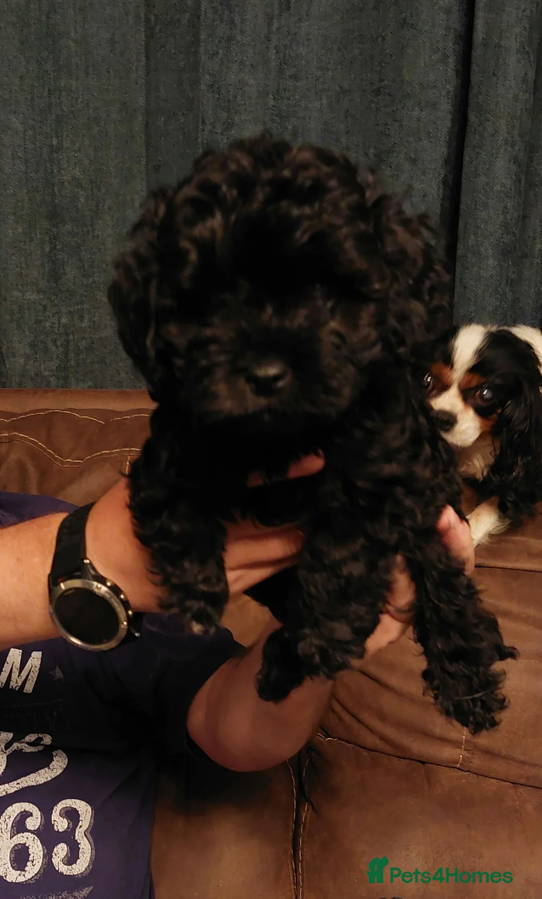 Cavapoo dogs for sale: Poodle cross male puppy - Advert 4
