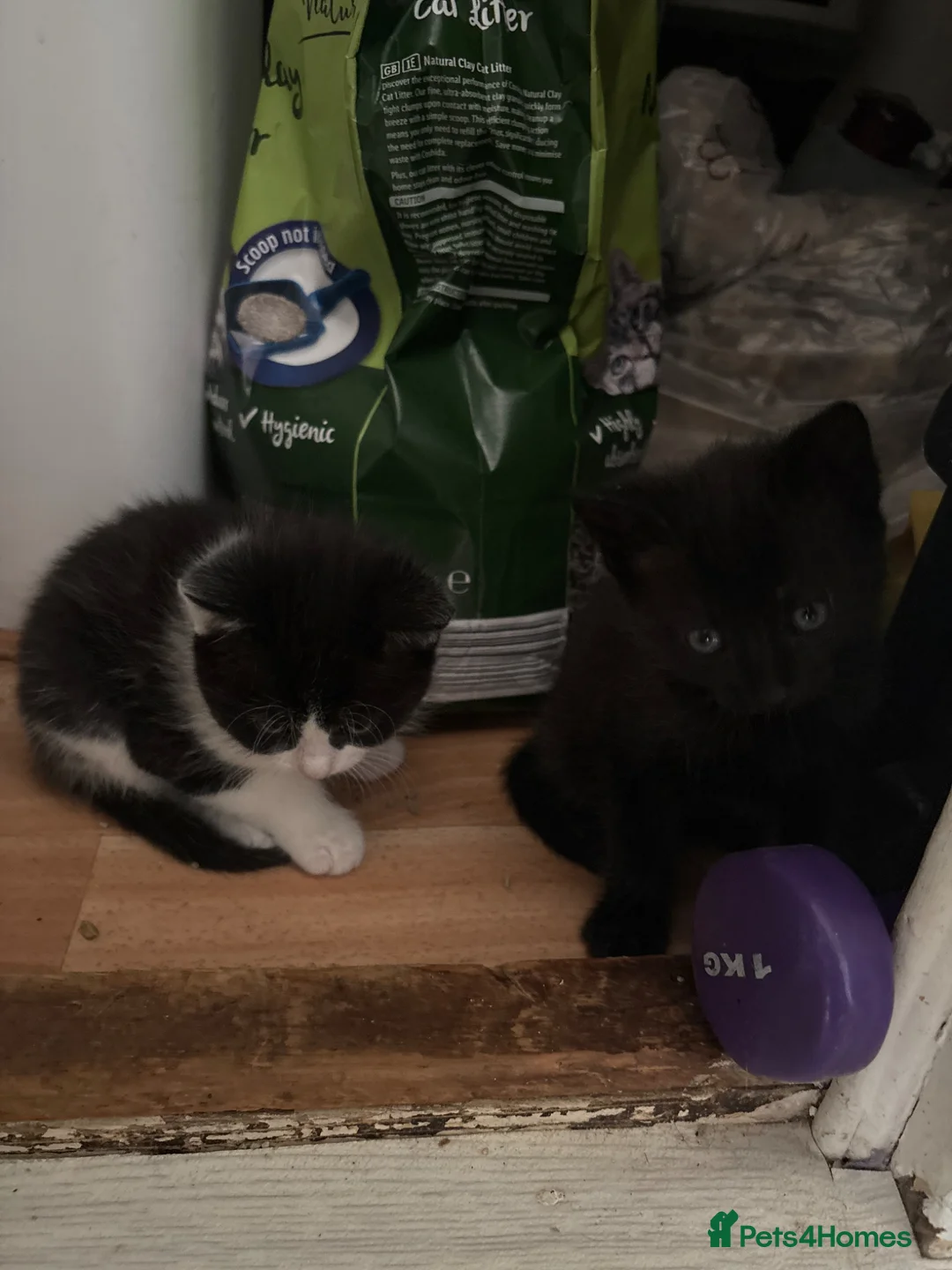 Domestic Shorthair cats for sale: 4 cute kittens tabby (3 black 1 white/black mix - Advert 9