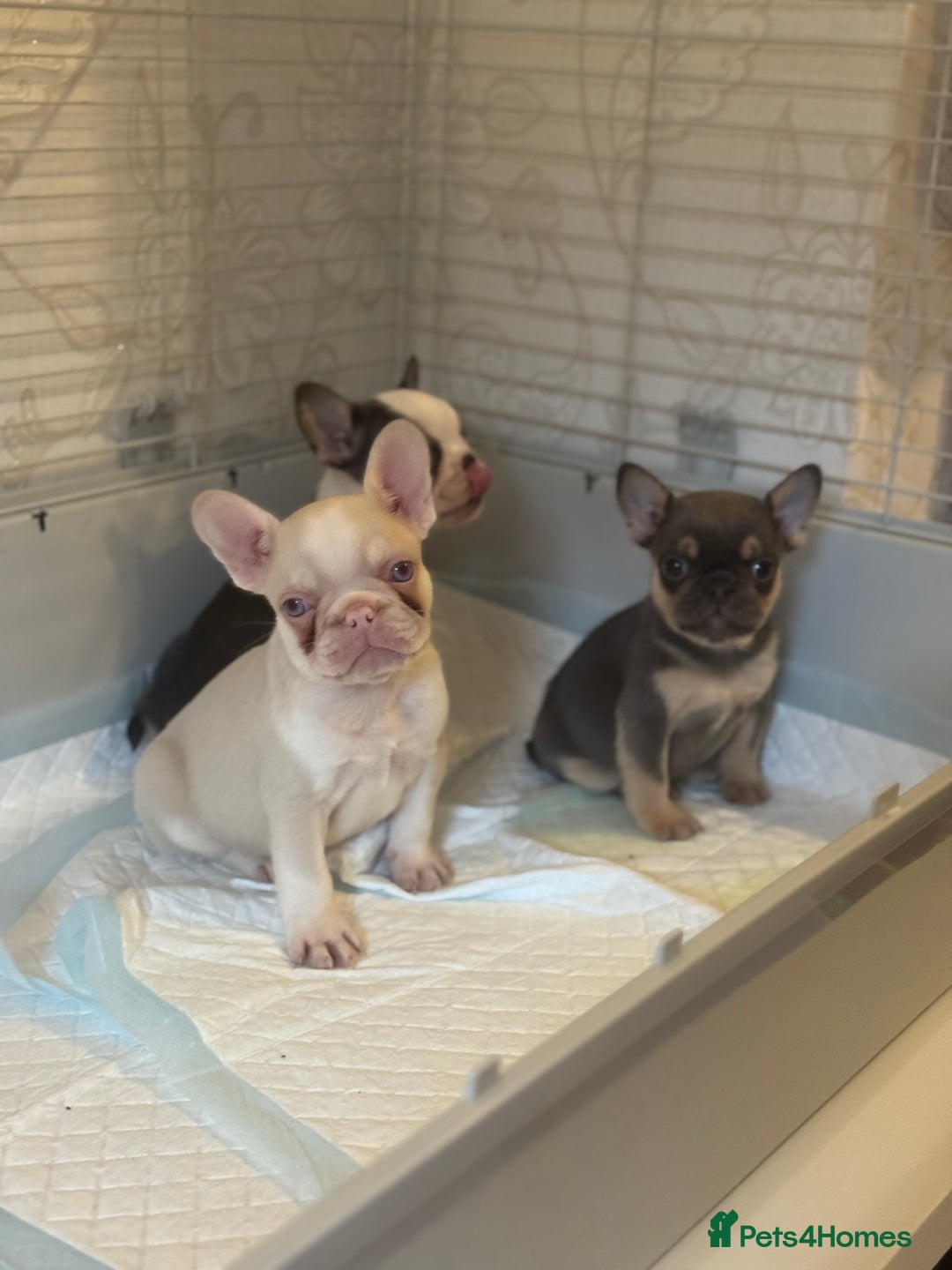 French Bulldog dogs for sale: Beautiful Litter Of Husky French Bulldogs - Advert 20