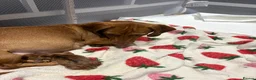 Miniature Dachshund dogs for sale: Miniature dachshund puppies  in Hamilton - Advert 7