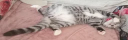 British Shorthair cats for sale: Silver Spotted Bsh last boy available. - Advert 2