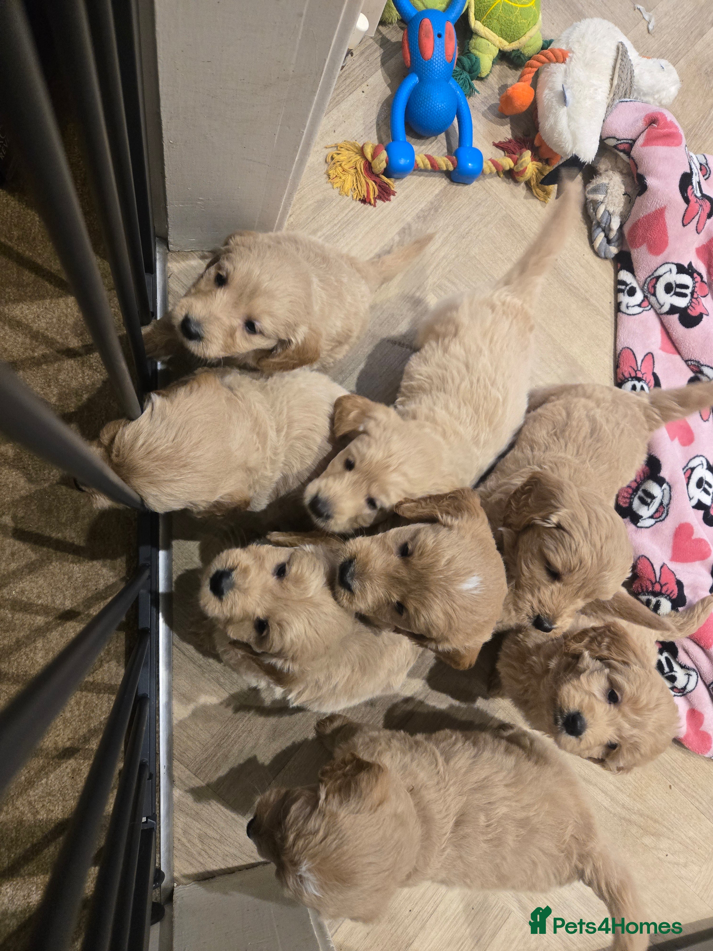 Mini Goldendoodle dogs 6 beautiful babies left - Advert 6