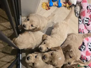 Mini Goldendoodle dogs 6 beautiful babies left - Advert 6