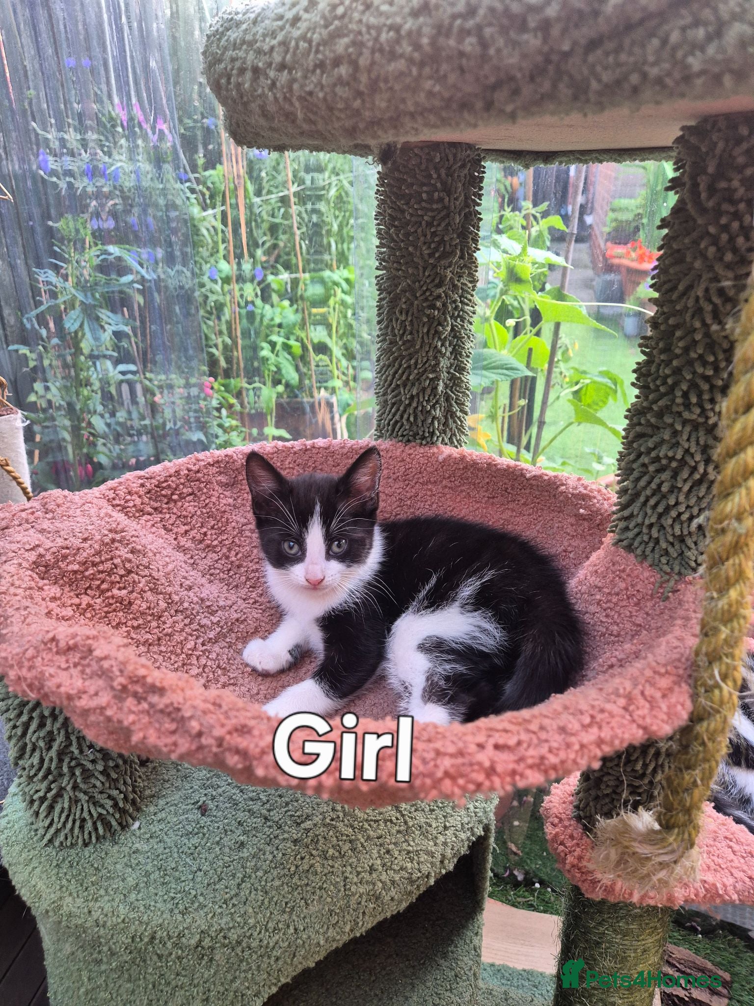 Mixed Breed cats Lovely kitten looking for new home  - Advert 6