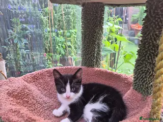 Mixed Breed cats Lovely kitten looking for new home - Advert 1