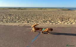 Cavalier King Charles Spaniel dogs for sale: Cavalier King Charles spaniel - Image 3
