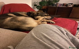 Mixed Breed dogs for sale: Goose - Japanese Akita - Image 4