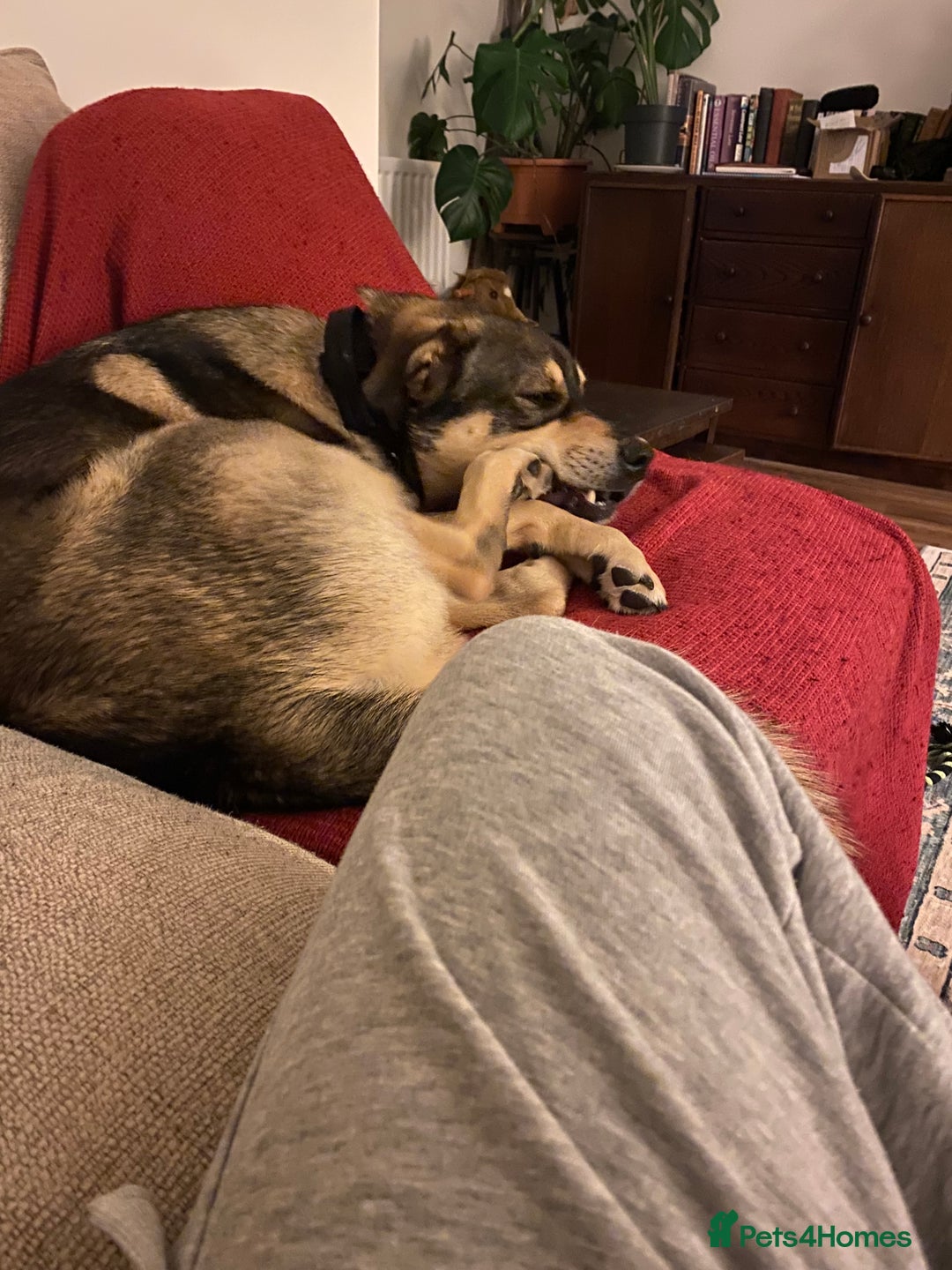 Mixed Breed dogs for sale: Goose - Japanese Akita - Image 4