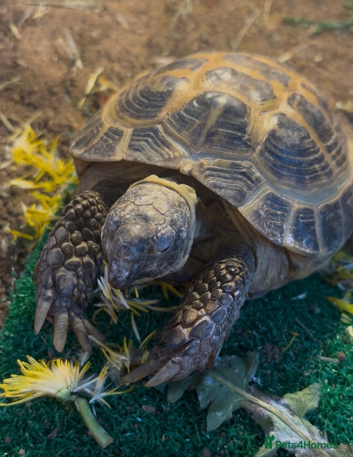 Tortoise reptiles Horsfield Tortoise  - Advert 1