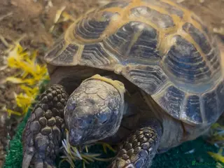 Tortoise reptiles Horsfield Tortoise - Advert 5