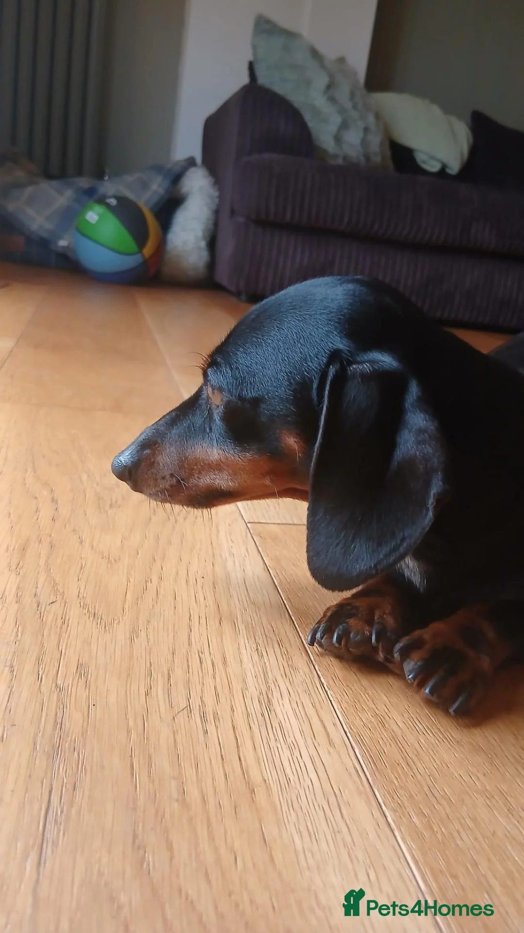 Miniature Dachshund dogs for sale: 2 year old black + tan female for re-homing  - Advert 2