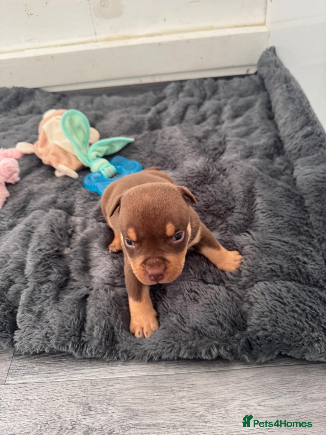 American Bully dogs for sale: Beautiful little pocket bullies for sale - Advert 6