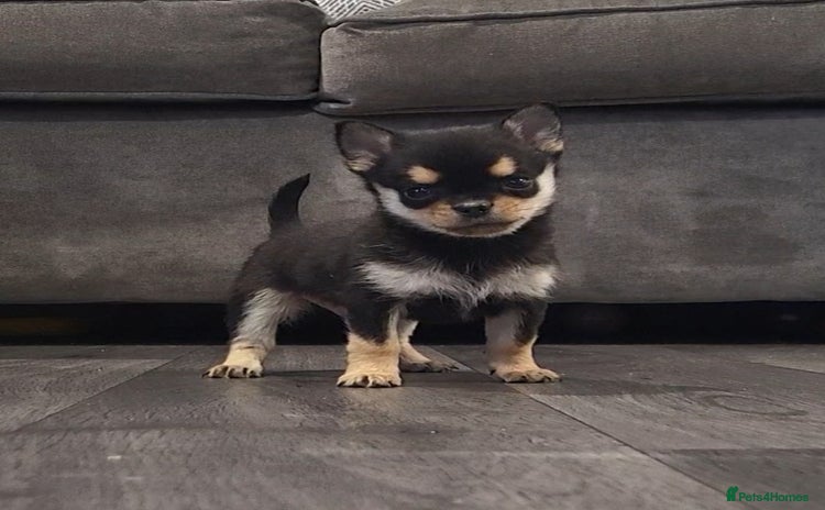 Chihuahua dogs - Advert 3