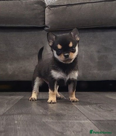 Chihuahua dogs - Advert 3