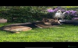 Mixed Breed dogs for sale: 3 fluffy Shollie German Shepard x Boarder Collie - Image 31