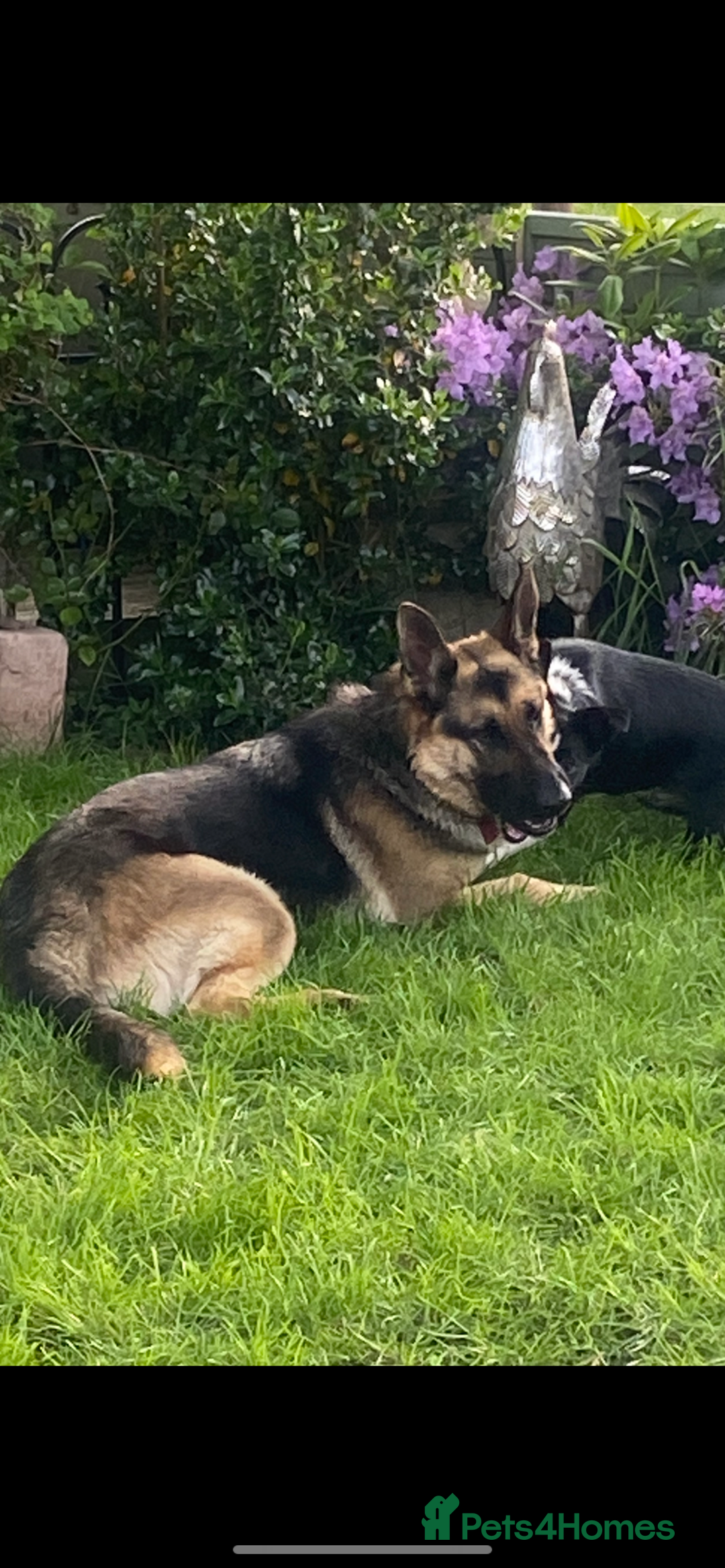 Mixed Breed dogs for sale: 3 fluffy Shollie German Shepard x Boarder Collie - Image 31