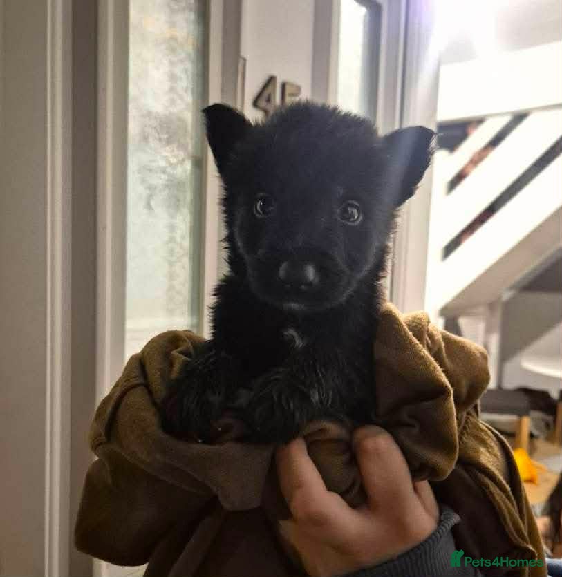 German Shepherd dogs Beautiful german shepherd puupy  - Advert 11