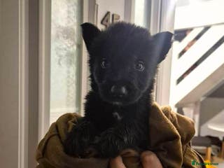 German Shepherd dogs Beautiful german shepherd puupy - Advert 1