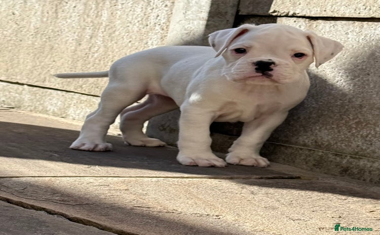 Boxer dogs - Advert 1