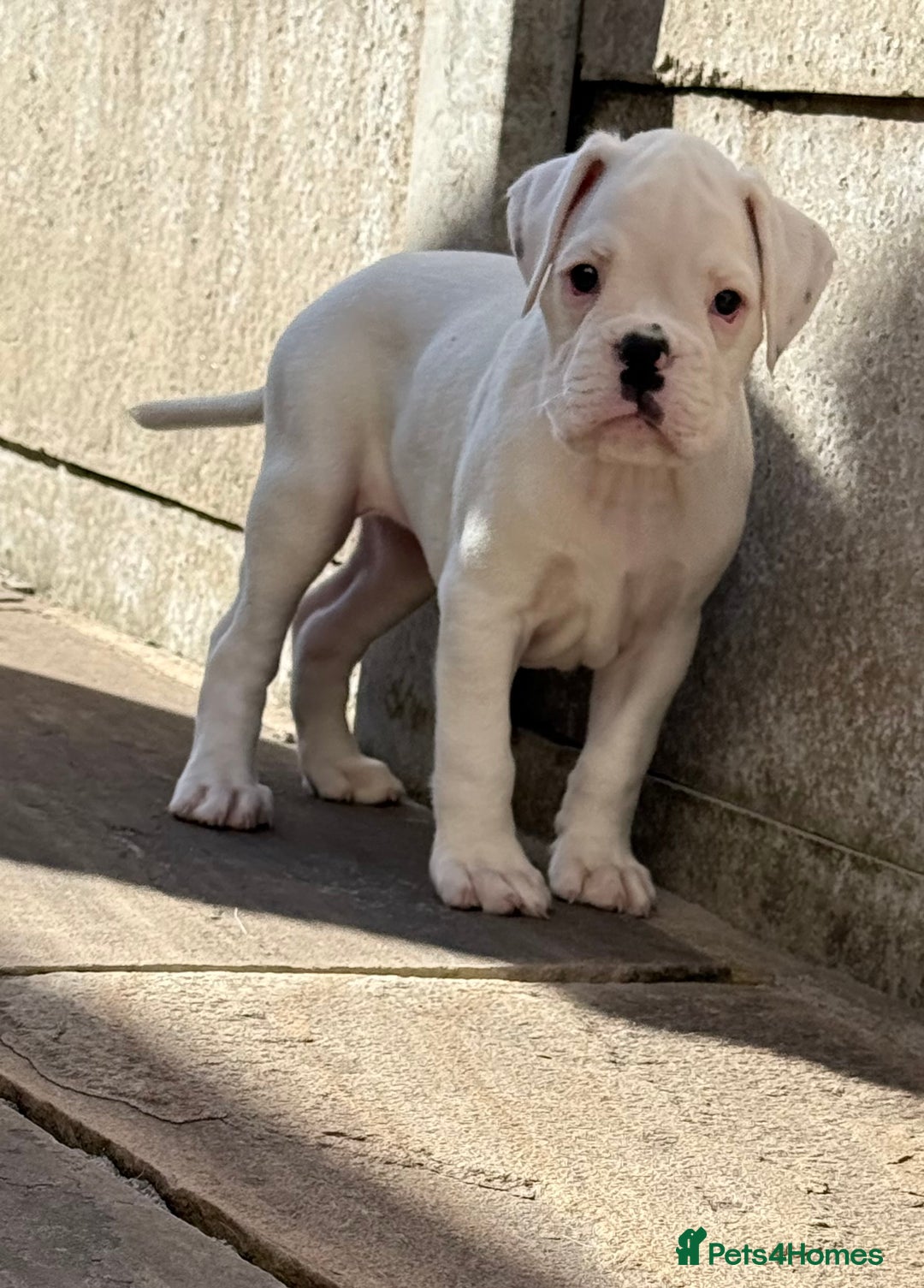 Boxer dogs for sale: Quality Boxer Puppies - Image 6
