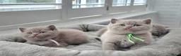 British Shorthair cats for sale: Beautiful Pure Breed ✨ British Shorthair Kittens ⭐ - Advert 19
