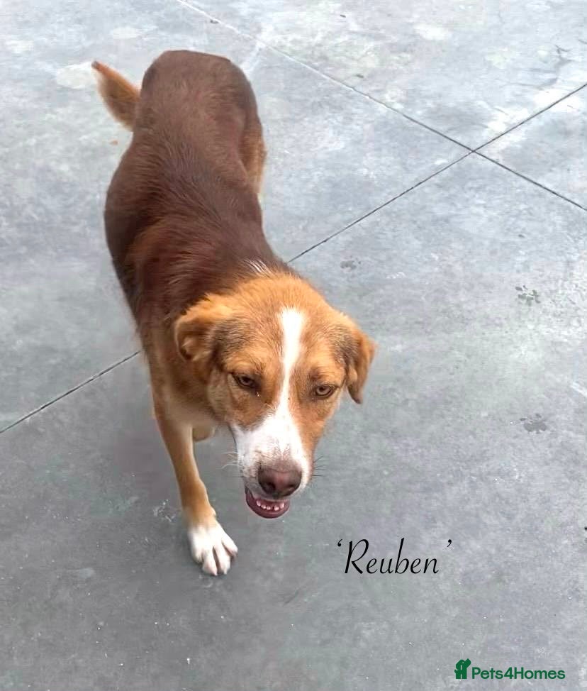 Mixed Breed dogs Reuben, 1 yr approx. Available for adoption. - Advert 1