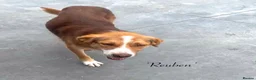 Mixed Breed dogs for adoption: Reuben, 1 yr approx. Available for adoption. in Brixham - Advert 1
