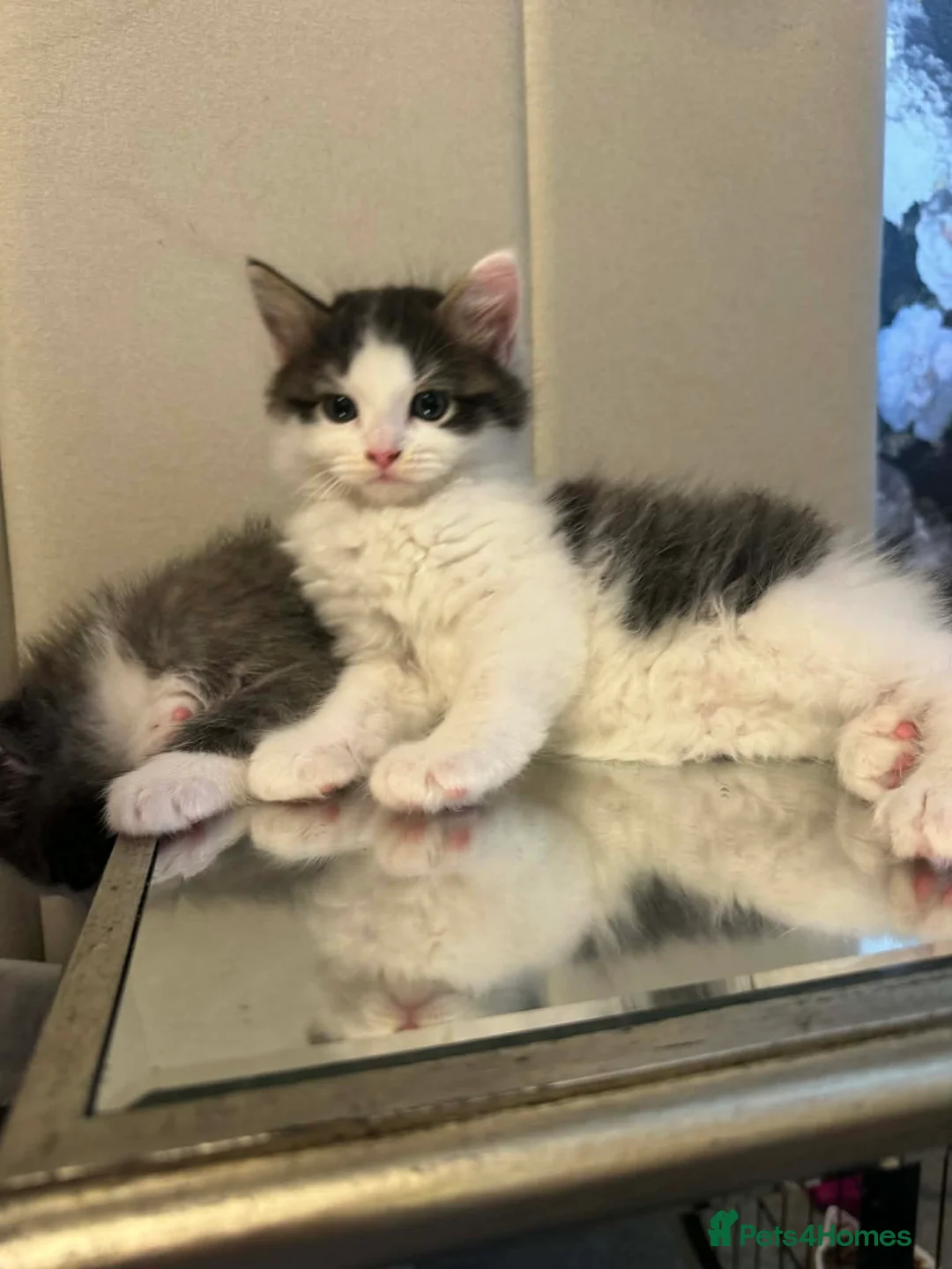 Mixed Breed cats for sale: HALF RAG DOLLS in Plymouth - Advert 4