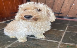 Cockapoo dogs for sale: Gorgeous cockapoo  - Image 1