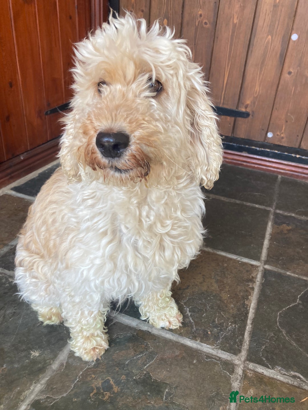 Cockapoo dogs for sale: Gorgeous cockapoo  - Image 1