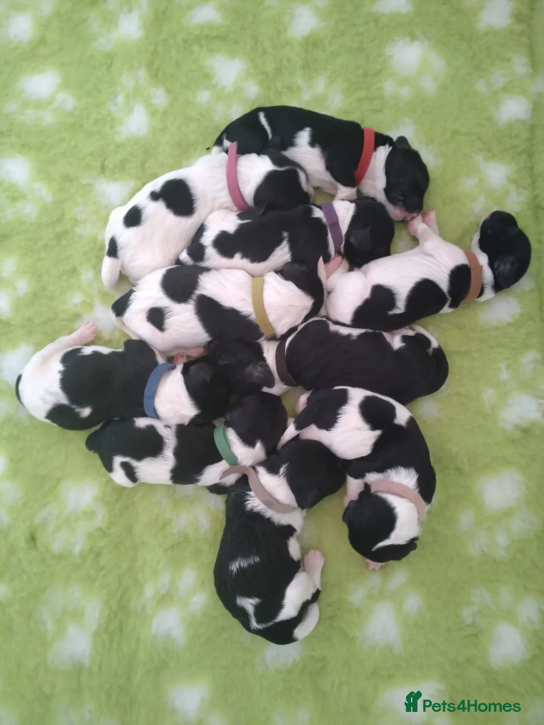 English Springer Spaniel dogs for stud: KC Reg, Health Tested, Liver & White ESS for Stud in Dereham - Advert 7