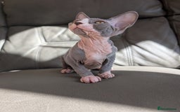 Sphynx cats for sale: Last sphynx kitten! - Image 3