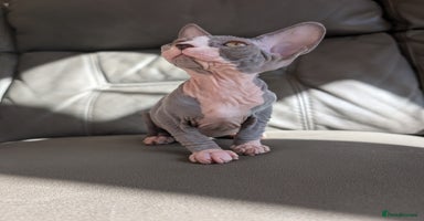 Sphynx cats - Advert 2