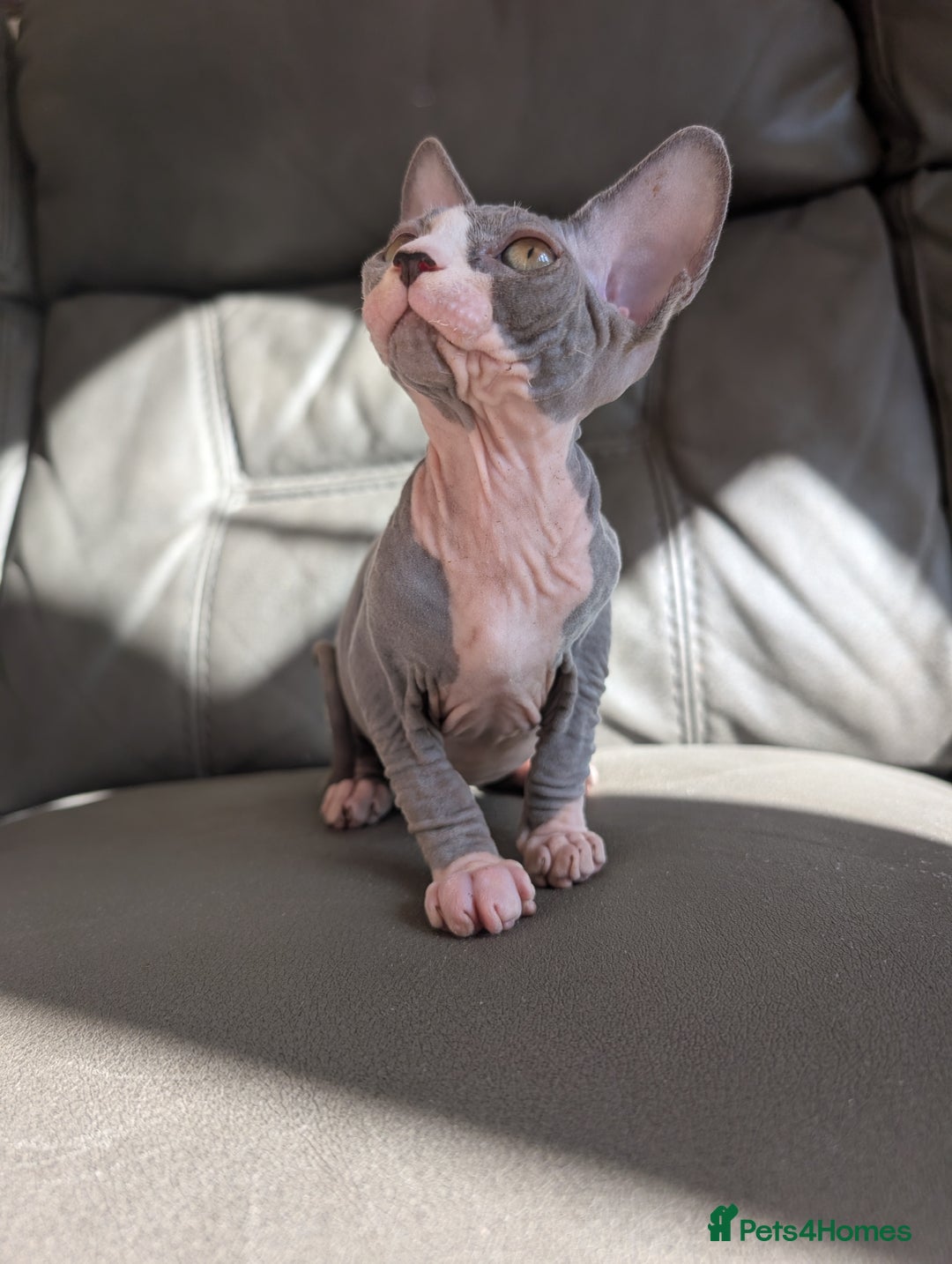Sphynx cats for sale: Last sphynx kitten! - Image 3