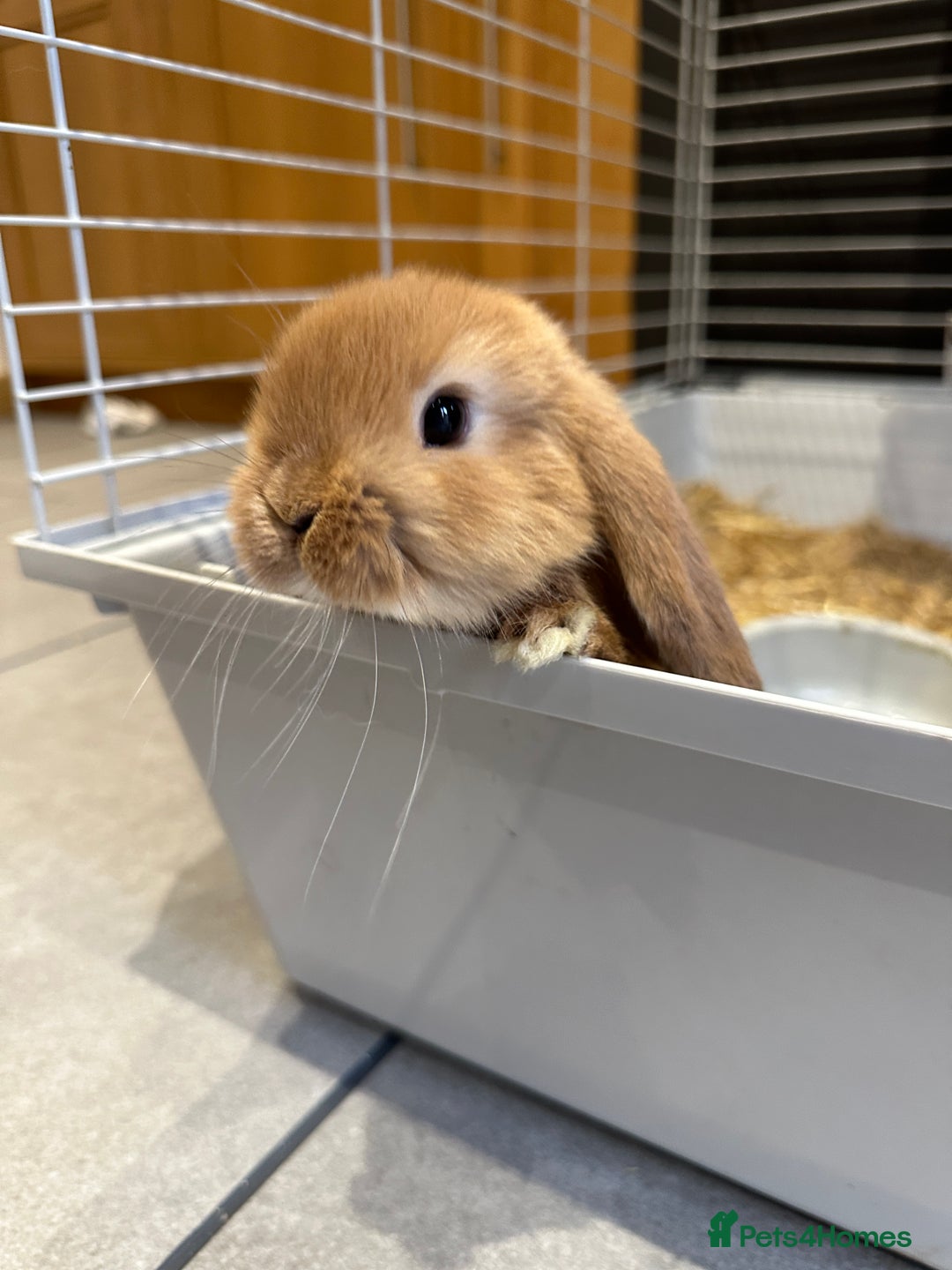 Mini Lop rabbits for sale: 2 gorgeous boys ready Friday 2nd Jan - Advert 1