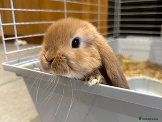 Mini Lop rabbits 2 gorgeous boys ready Friday 2nd Jan - Advert 2